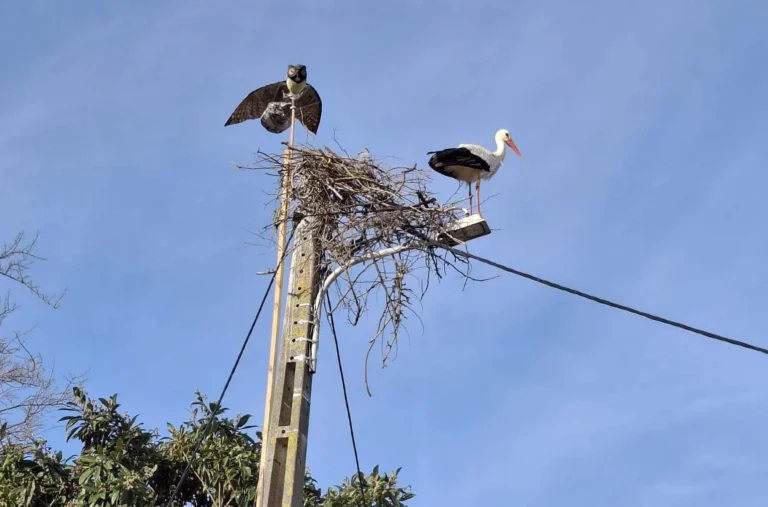 Vakantieverhuur “richt zich nu zelfs op ooievaars” in Aljezur