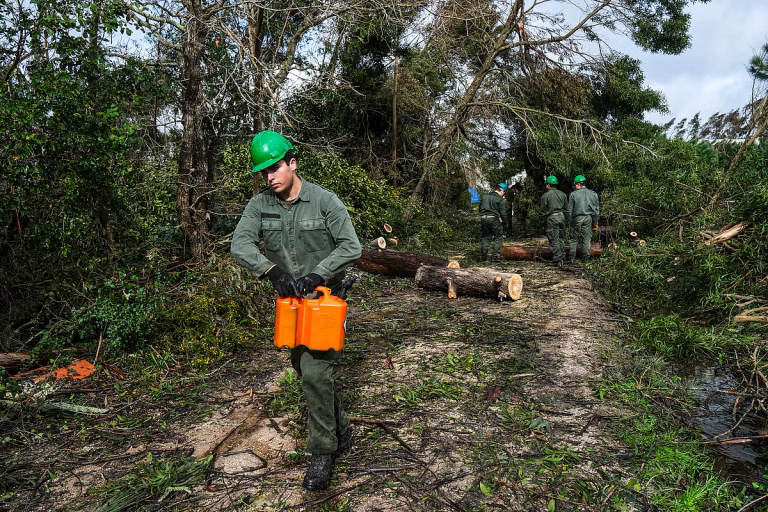 Verwijderen van omgevallen bomen topprioriteit vóór het brandseizoen
